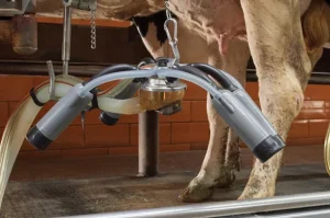 epub_0821pd-kochman-silicone-milking-liners_610x610_webp